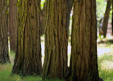 Yosemite Woods Best Background Full HD1920x1080p, 1280x720p, - HD Wallpapers Backgrounds Desktop, iphone & Android Free Download